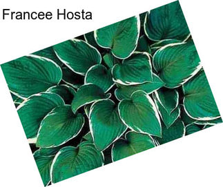 Francee Hosta