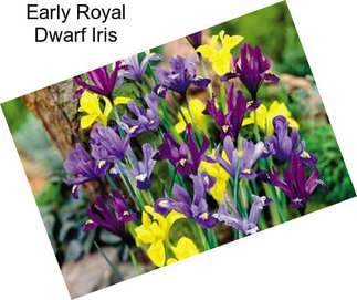 Early Royal Dwarf Iris