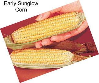 Early Sunglow Corn