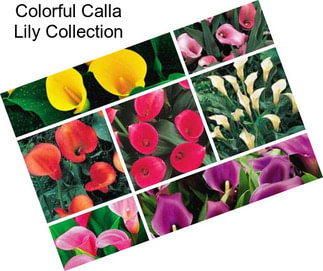 Colorful Calla Lily Collection