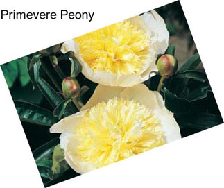 Primevere Peony