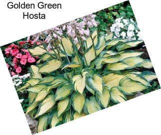 Golden Green Hosta