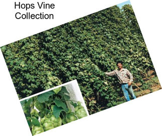 Hops Vine Collection