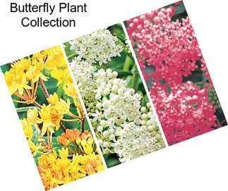 Butterfly Plant Collection