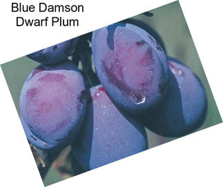 Blue Damson Dwarf Plum