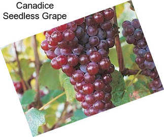 Canadice Seedless Grape