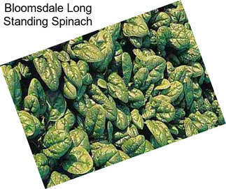 Bloomsdale Long Standing Spinach