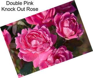 Double Pink Knock Out Rose