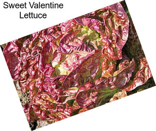 Sweet Valentine Lettuce