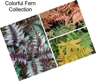 Colorful Fern Collection
