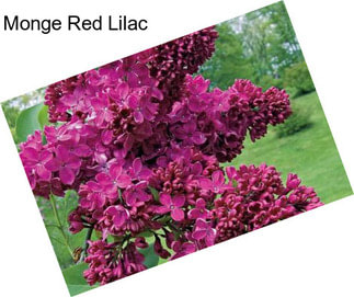 Monge Red Lilac