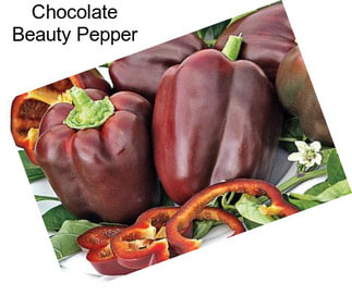 Chocolate Beauty Pepper