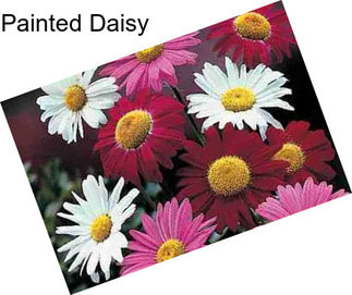 Painted Daisy