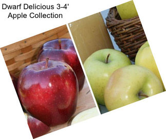 Dwarf Delicious 3-4\' Apple Collection