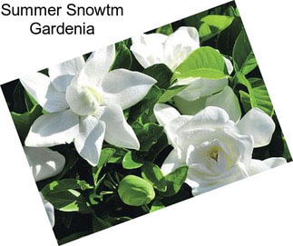 Summer Snowtm Gardenia