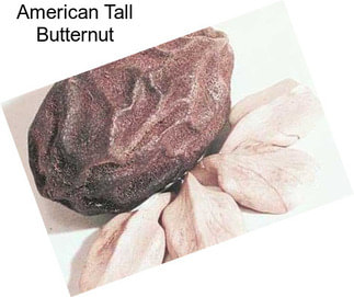 American Tall Butternut