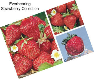 Everbearing Strawberry Collection