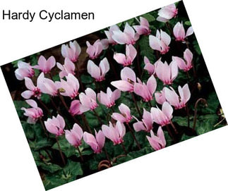 Hardy Cyclamen