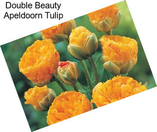 Double Beauty Apeldoorn Tulip