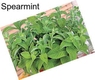 Spearmint