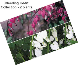 Bleeding Heart Collection - 2 plants