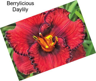 Berrylicious Daylily