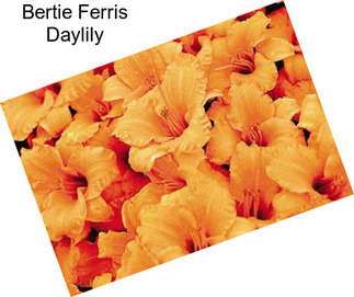 Bertie Ferris Daylily