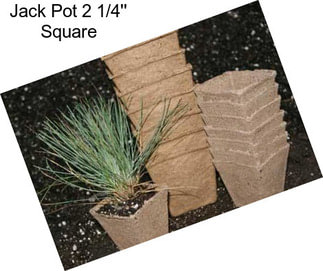 Jack Pot 2 1/4\'\' Square