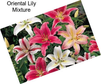 Oriental Lily Mixture