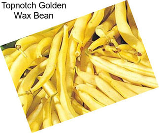 Topnotch Golden Wax Bean