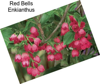 Red Bells Enkianthus