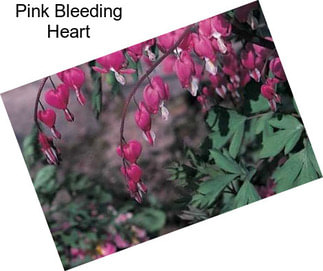 Pink Bleeding Heart