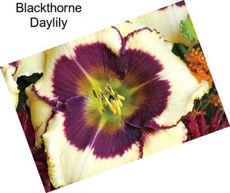 Blackthorne Daylily