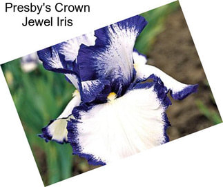 Presby\'s Crown Jewel Iris