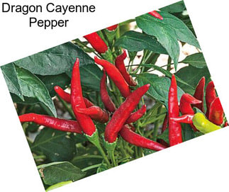 Dragon Cayenne Pepper