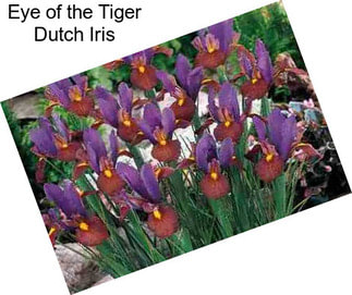 Eye of the Tiger Dutch Iris