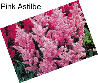 Pink Astilbe