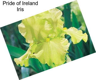 Pride of Ireland Iris