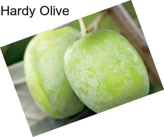 Hardy Olive