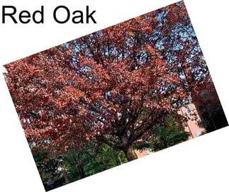 Red Oak