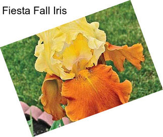 Fiesta Fall Iris