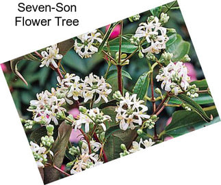 Seven-Son Flower Tree