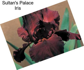 Sultan\'s Palace Iris