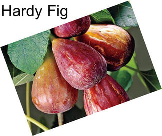Hardy Fig