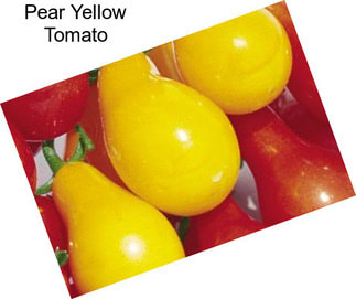 Pear Yellow Tomato
