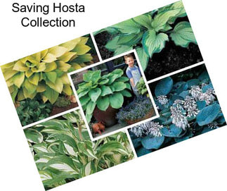 Saving Hosta Collection