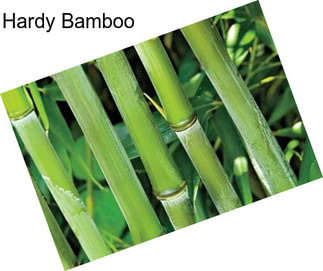 Hardy Bamboo