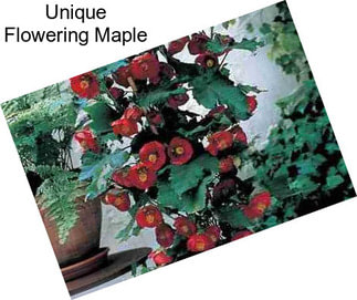 Unique Flowering Maple