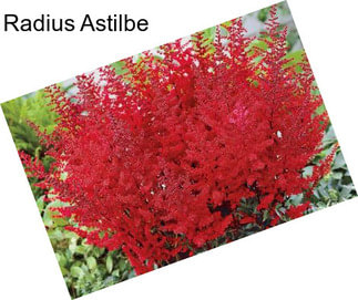 Radius Astilbe