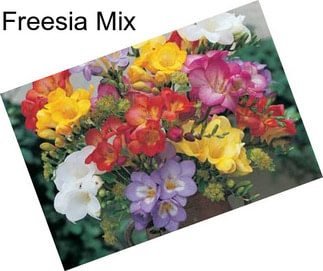 Freesia Mix
